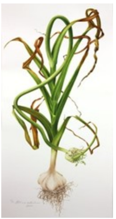 Knoflook