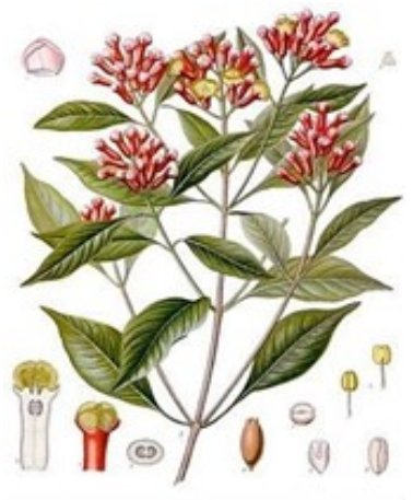 Kruidnagel