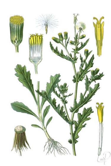 Kruiskruid