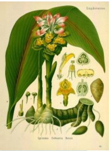 Kurkuma of Geelwortel