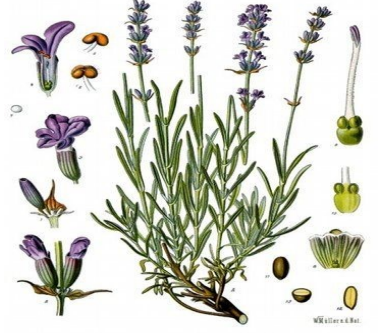 Lavendel