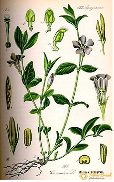 Maagdenpalm, Quebracho of Vinca