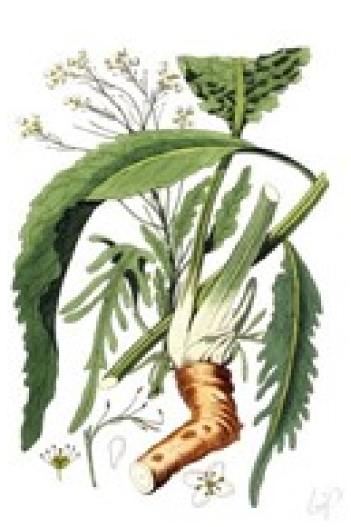 Mierikswortel