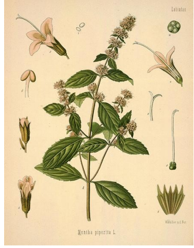 Mint