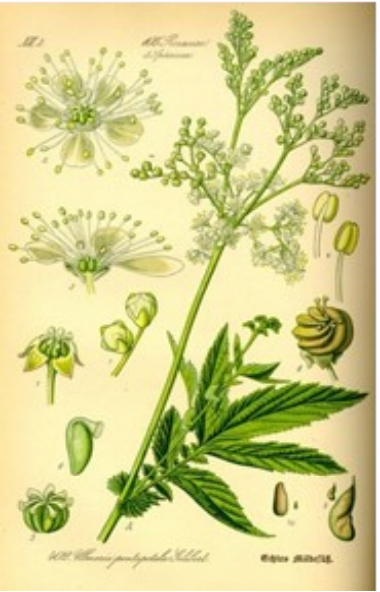 Moerasspirea
