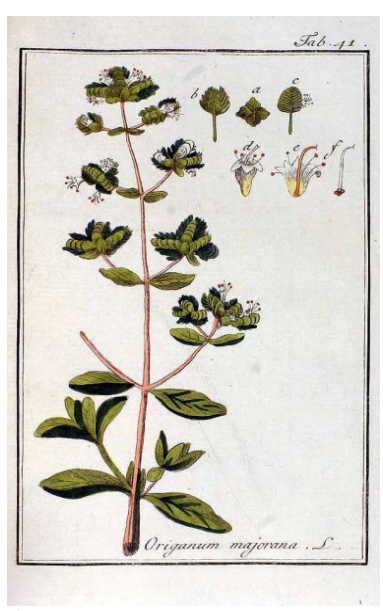 Oregano