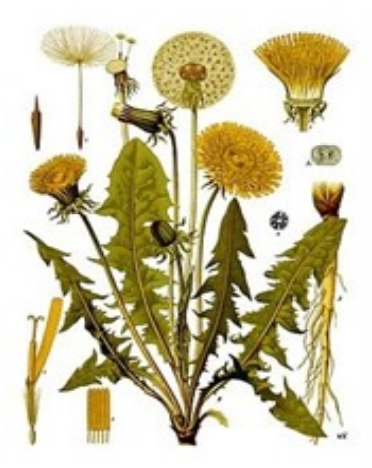 Paardenbloem