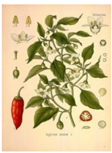 Paprika