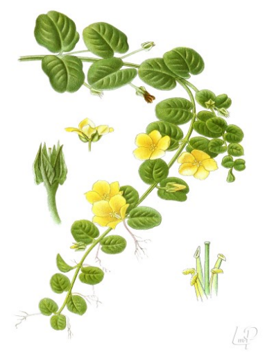 Penningkruid