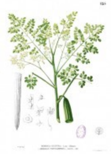 Peperwortelboom of Moringa