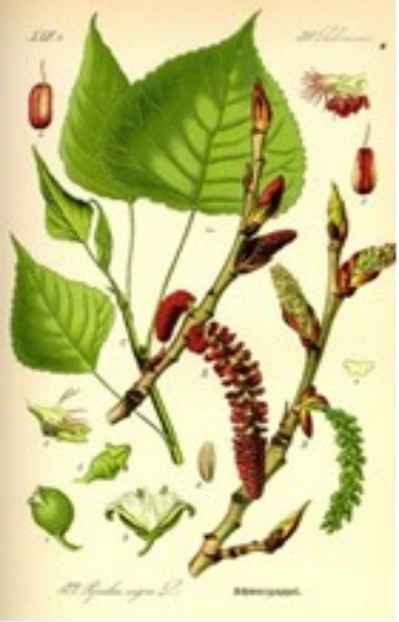 Populier