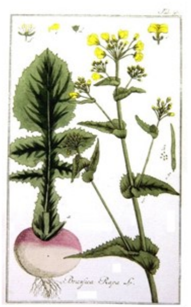 Raapzaad