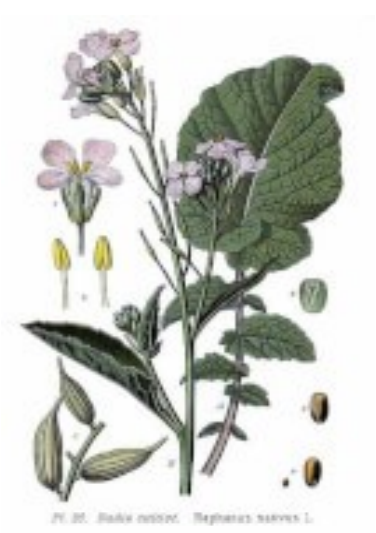 Rammenas of zwarte radijs