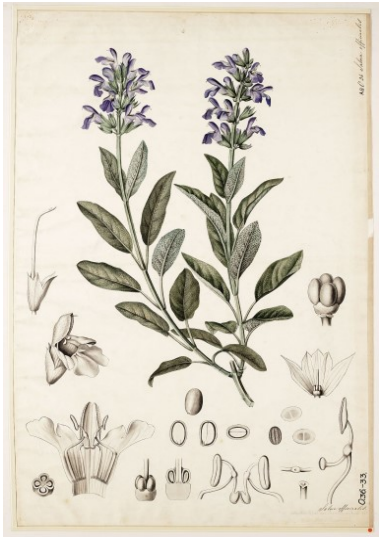 Salvia of Salie