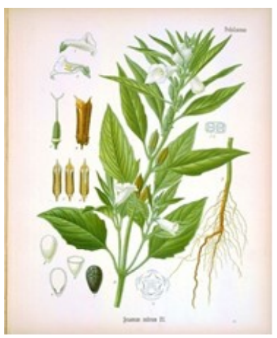 Sesam