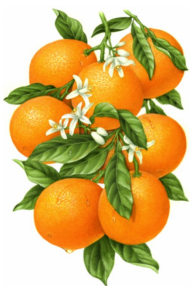 Sinaasappel