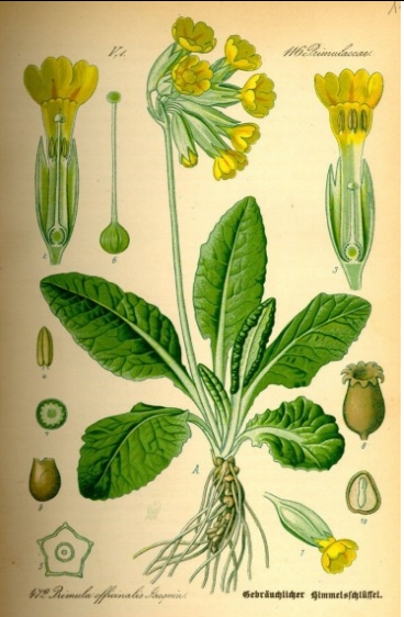 Sleutelbloem