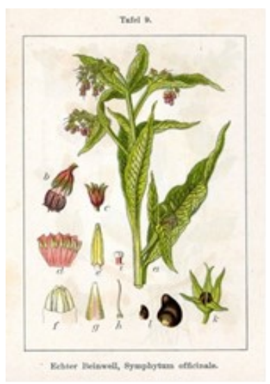 Smeerwortel