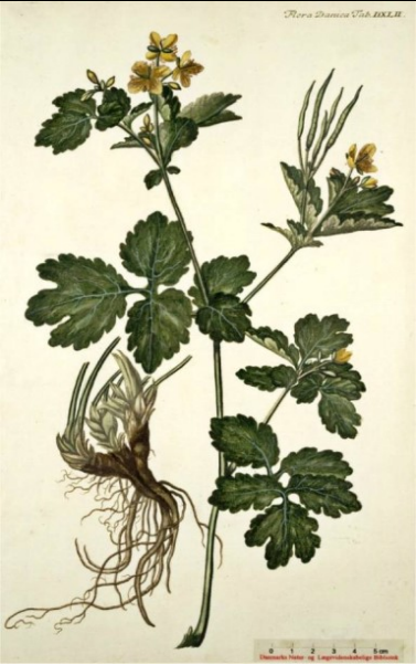 Stinkende Gouwe