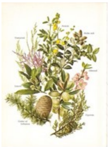 Tamarisk