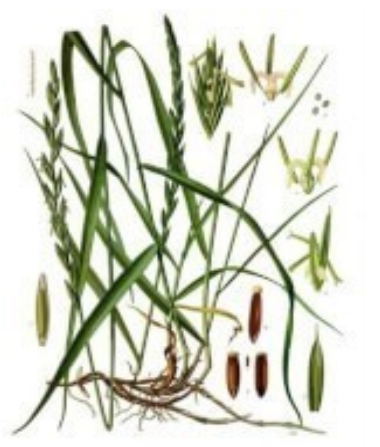 Tarwegras