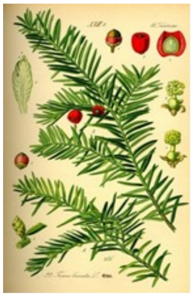 Taxus