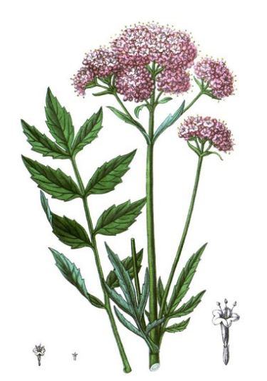 Valeriaan