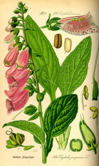 Vingerhoedskruid