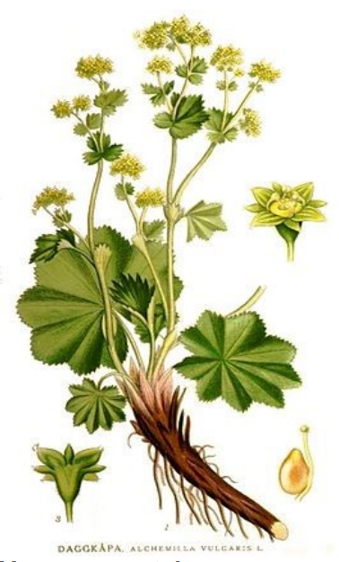Vrouwenmantel