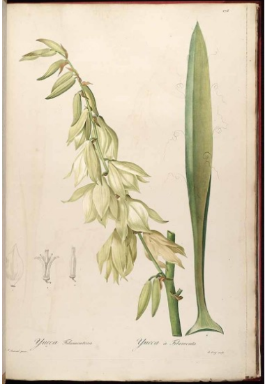 Yucca