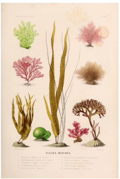 Zeewier