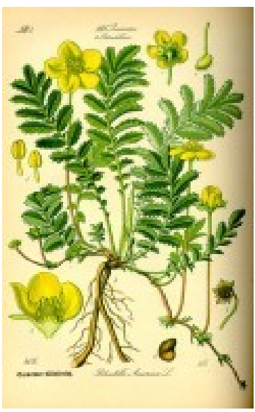 Zilverschoon