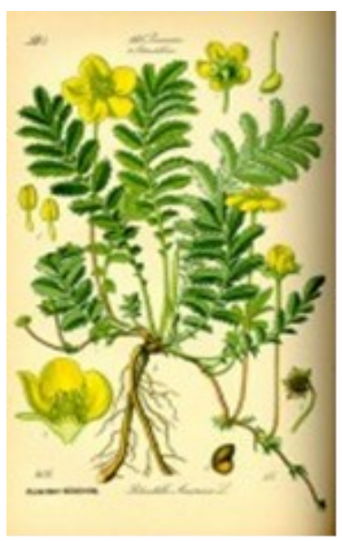 Zilverschoon