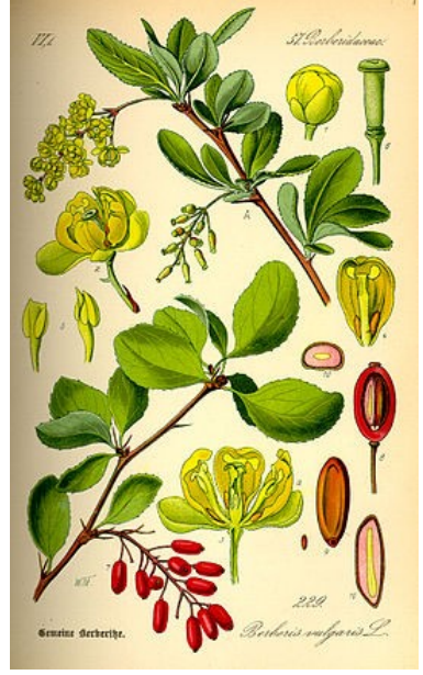 Zuurbes